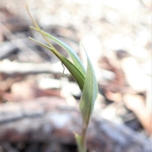 Diplodium ampliatum at Cook, ACT - suppressed