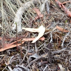 Corunastylis cornuta (Horned Midge Orchid) at Aranda, ACT - 26 Feb 2020 by CathB