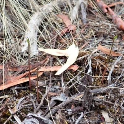 Corunastylis cornuta (Horned Midge Orchid) at Aranda Bushland - 25 Feb 2020 by CathB