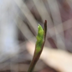 Corunastylis cornuta at Aranda, ACT - 26 Feb 2020