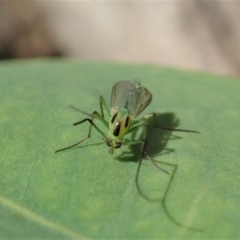 Chironomidae (family) (Non-biting Midge) at Dunlop, ACT - 17 Feb 2020 by CathB