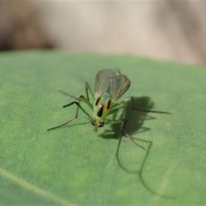 Chironomidae (family) at Dunlop, ACT - 17 Feb 2020