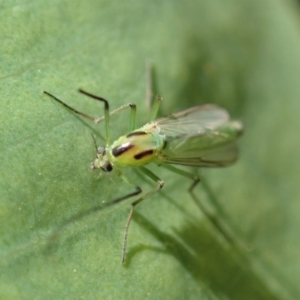 Chironomidae (family) at Dunlop, ACT - 17 Feb 2020