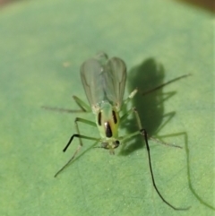 Chironomidae (family) at Dunlop, ACT - 17 Feb 2020