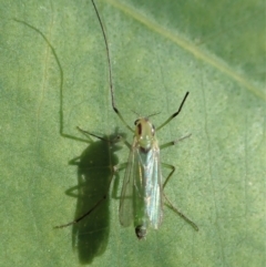 Chironomidae (family) at Dunlop, ACT - 17 Feb 2020 04:33 PM