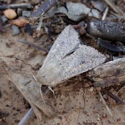 Mythimna (Pseudaletia) convecta (Common Armyworm) at Dunlop, ACT - 17 Feb 2020 by CathB