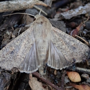 Mythimna (Pseudaletia) convecta at Dunlop, ACT - 17 Feb 2020 05:02 PM