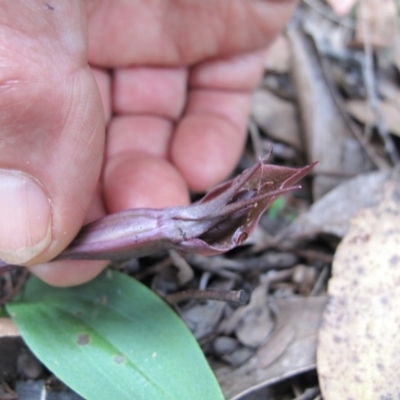 Chiloglottis valida (Large Bird Orchid) at Cotter River, ACT - 11 Jan 2017 by BarrieR