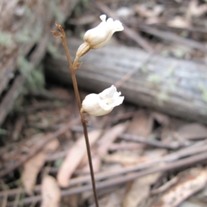 Gastrodia sp. at Cotter River, ACT - 11 Jan 2017