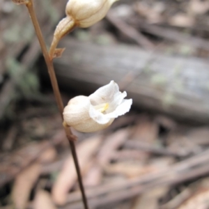 Gastrodia sp. at Cotter River, ACT - 11 Jan 2017