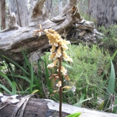 Gastrodia sp. (Potato Orchid) at Cotter River, ACT - 11 Jan 2017 by BarrieR