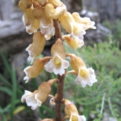 Gastrodia sp. at Cotter River, ACT - 11 Jan 2017