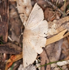 Idiodes siculoides (Straight-winged Bracken Moth) at Paddys River, ACT - 11 Nov 2018 by ibaird