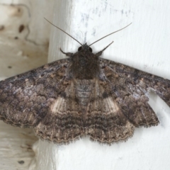 Eudesmeola lawsoni (Lawson's Night Moth) at Ainslie, ACT - 25 Feb 2020 by jb2602