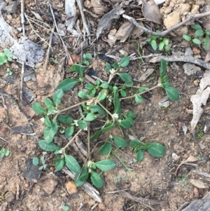 Alternanthera sp. A Flora of NSW (M. Gray 5187) J. Palmer at Majura, ACT - 25 Feb 2020