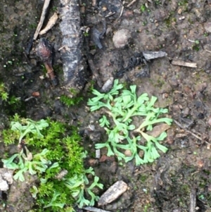 Riccia sp. (genus) at Majura, ACT - 25 Feb 2020