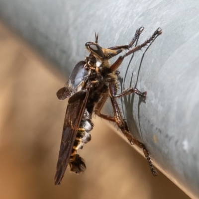 Blepharotes splendidissimus (Giant Blue Robber Fly) at Cotter Reserve - 21 Feb 2020 by rawshorty