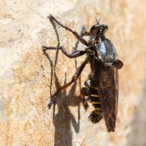 Blepharotes splendidissimus at Paddys River, ACT - 21 Feb 2020