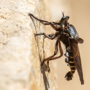 Blepharotes splendidissimus at Paddys River, ACT - 21 Feb 2020