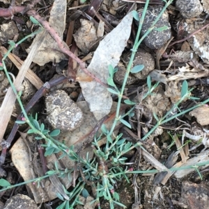 Polygonum aviculare at Majura, ACT - 25 Feb 2020