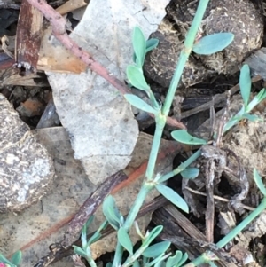 Polygonum aviculare at Majura, ACT - 25 Feb 2020