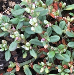 Polygonum arenastrum at Majura, ACT - 25 Feb 2020