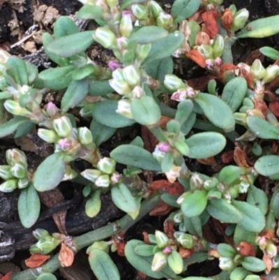 Polygonum arenastrum (Wireweed) at Majura, ACT - 25 Feb 2020 by JaneR