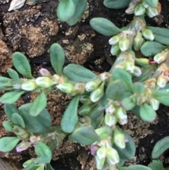 Polygonum arenastrum at Majura, ACT - 25 Feb 2020