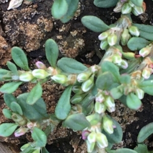 Polygonum arenastrum at Majura, ACT - 25 Feb 2020