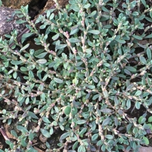 Polygonum arenastrum at Majura, ACT - 25 Feb 2020