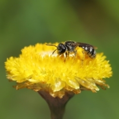 Lasioglossum (Chilalictus) sp. (genus & subgenus) (Halictid bee) at Hackett, ACT - 25 Feb 2020 by TimL