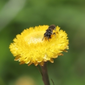 Lasioglossum (Chilalictus) sp. (genus & subgenus) at Hackett, ACT - 25 Feb 2020