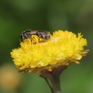 Lasioglossum (Chilalictus) sp. (genus & subgenus) at Hackett, ACT - 25 Feb 2020