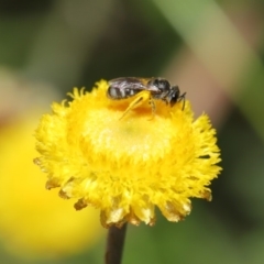 Lasioglossum (Chilalictus) sp. (genus & subgenus) at Hackett, ACT - 25 Feb 2020