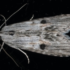 Calathusa ischnodes (An Erebid moth) at Ainslie, ACT - 25 Feb 2020 by jb2602