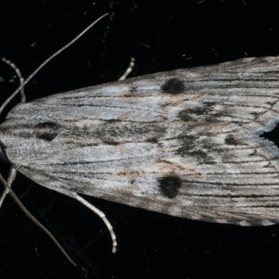 Calathusa ischnodes (An Erebid moth) at Ainslie, ACT - 25 Feb 2020 by jb2602