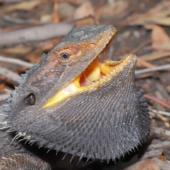 Pogona barbata (Eastern Bearded Dragon) at ANBG - 25 Feb 2020 by TimL