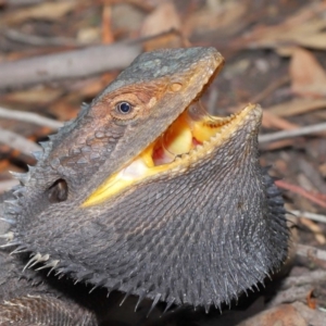 Pogona barbata at Acton, ACT - 25 Feb 2020