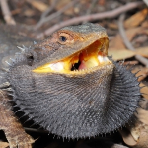 Pogona barbata at Acton, ACT - suppressed