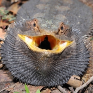 Pogona barbata at Acton, ACT - 25 Feb 2020