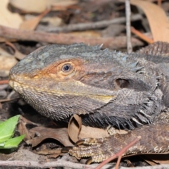 Pogona barbata at Acton, ACT - suppressed