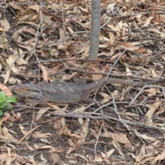 Pogona barbata at Acton, ACT - suppressed