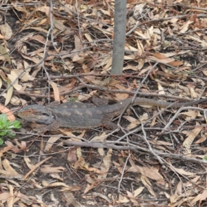 Pogona barbata at Acton, ACT - suppressed