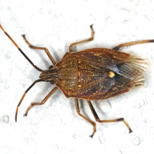 Poecilometis strigatus at Ainslie, ACT - 25 Feb 2020