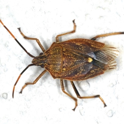 Poecilometis strigatus (Gum Tree Shield Bug) at Ainslie, ACT - 25 Feb 2020 by jb2602