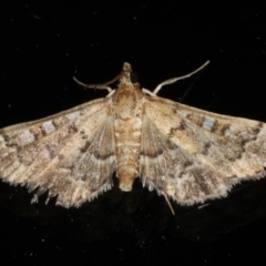 Nacoleia rhoeoalis (A Crambid moth (Spilomelinae) at Ainslie, ACT - 25 Feb 2020 by jbromilow50