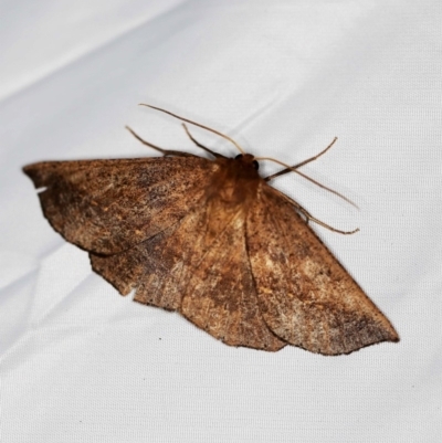 Idiodes apicata (Bracken Moth) at Paddys River, ACT - 11 Nov 2018 by ibaird
