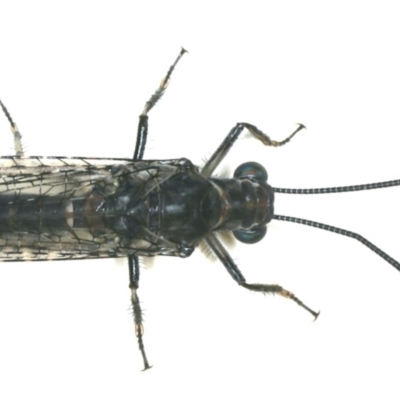 Bandidus canifrons (An Antlion Lacewing) at Ainslie, ACT - 25 Feb 2020 by jb2602