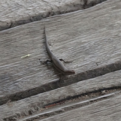 Lampropholis guichenoti (Common Garden Skink) at Wingecarribee Local Government Area - 28 Dec 2016 by JanHartog