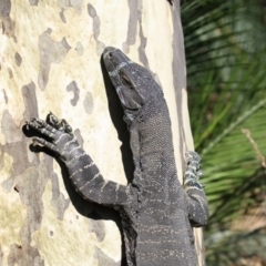 Varanus varius (Lace Monitor) at Mogareeka, NSW - 24 Feb 2020 by Leo